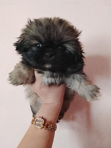 itlerin satisi 2022: Pekines, 2 ay, Erkek, Peyvəndli, Ünvandan götürmə — 3