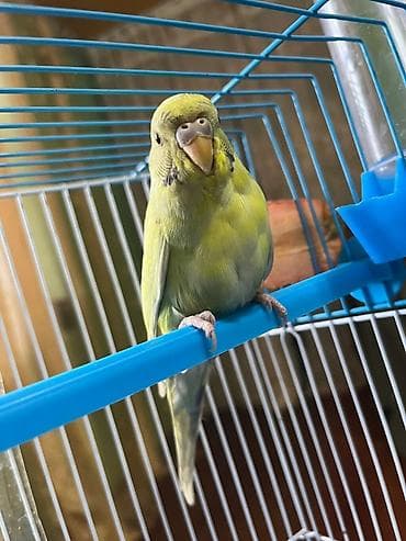 🦜 Satılır – 5 Aylıq Dişi Papuqay 🦜 Sağlam, aktiv və öyrəşmiş dişi lalafo.az -da 🦜 Satılır – 5 Aylıq Dişi Papuqay 🦜 Sağlam, aktiv və öyrəşmiş dişi