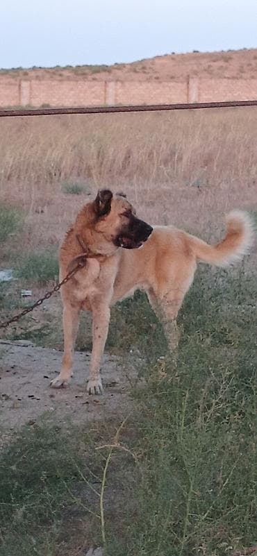 cücə satışı: Гурдбасар, 2 года, Самец, С прививками, Платная доставка — 8