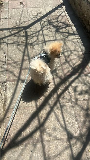 pomeranian boo: Cins: Pomeranian (Boo tipli) Rəng: Krem/açıq şaftalı Ölçü: Kiçik — 3