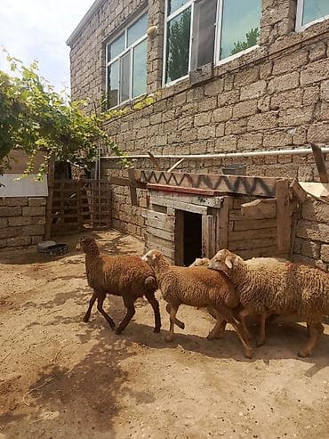cins it: Quzu, Erkək, ay: 7, 26 kq, Ətlik, Ünvandan götürmə — 3