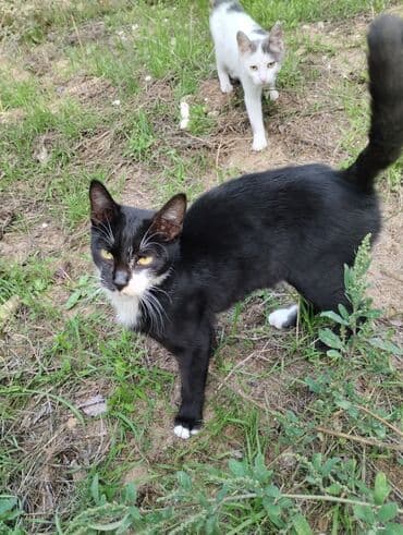 cins pişiklər: Məhsul: Ev pişiyi (iki fərqli rəng variantı) Təsvir: - Şəkildə iki — 1