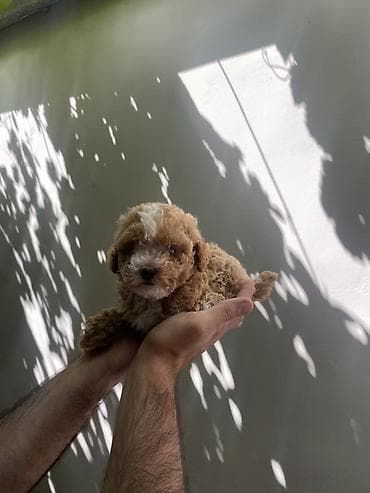 it ev: Pudel, 2 ay, Erkek — 3