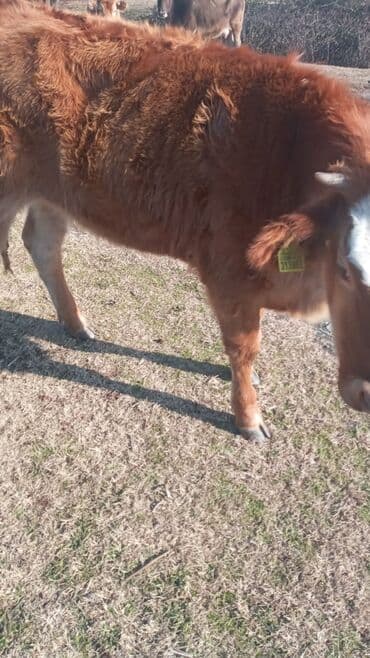 satilik inekler: Dana, buzov, Dişi, ay: 12, Damazlıq, Ünvandan götürmə — 5