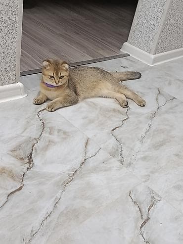 Qızıl şinşilla, Dişi — 4