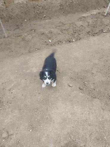 afcarka balası: Koker spaniyel, 2 ay, Dişi, Peyvəndli, Ödənişli çatdırılma — 4