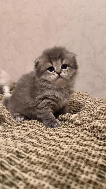 britanski pisik: Şotland uzun tüklü — 3