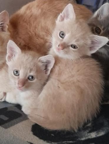 pişik cütleşdirmek: Ikside Erkeydi/Sahiblendirilir! BAXA BILEN BIRI NARAHAT ELESIN — 3