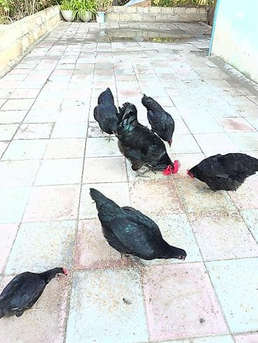 tap az afcarka: Toyuq, Australorp, Damazlıq, Ünvandan götürmə, Ödənişli çatdırılma — 6