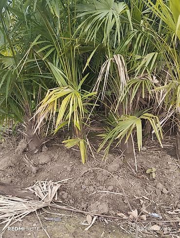 Landşaft üçün palma kolları – canlı hasar və tropik görünüş üçün -