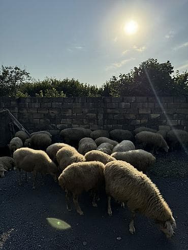 at şəkilləri: Qoyun sürüsü satılır təcili maşınla barter edirem eden varsa. - Növ — 2