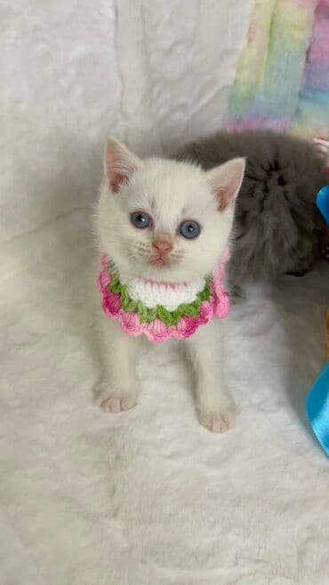 Heyvanlar üçün mallar: Britan — 1