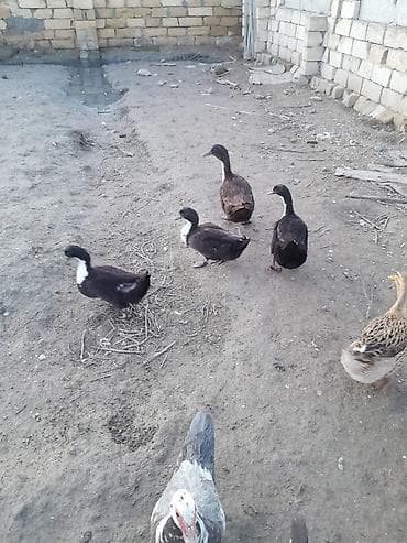 ordək: Salam lal və səsli ördəklər təmizlənmiş və diri satılır.1kq-10m — 3