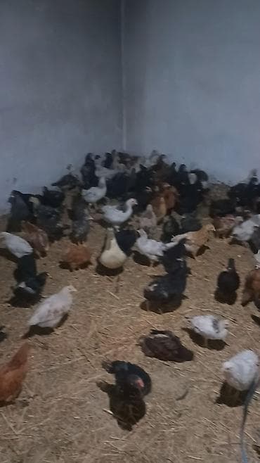 Qazlar: Toyuq cücələri, Ətlik — 4