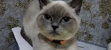 pişik latoku: Britan, Dişi — 2