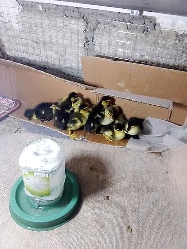 С/х животные и товары: 12 ədəd qarışıq sort ördək balası. üstündə 5 kilo yemin verəcəm — 2