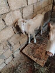 ağ dovşan: Başlıq: Erkey cepisdi Təsvir: Erkey cepisdi - Ağ rəngli, uzun tüklü — 3