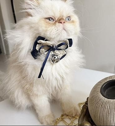 Gəmiricilər: Fars, Erkək, Cütləşmə üçün — 1