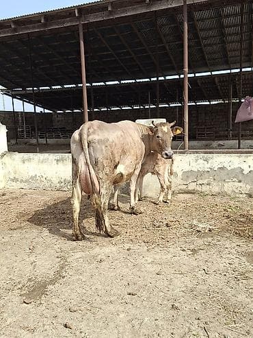 inək sagan: 20 litir sud verir 10 gundu dogub 3cu qarni erkey balasi var — 2