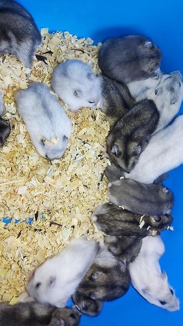 it balaca: Dwarf hamster balaları – müxtəlif rənglər - Növ: cırtdan — 1
