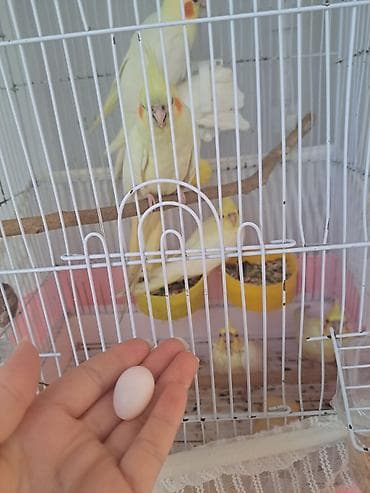 Heyvanlar: Korella yumurtasi satilir bugun yumurtlayib mayalidi balalari balacadi — 2