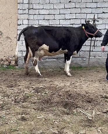 Satılır 3 cü qarna boğazdı 8 aylıq