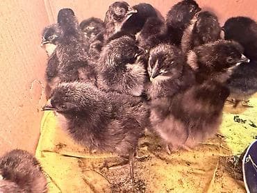 cuce satisi: Temiz qan Australorp cuceleri .3-gunluk 3 manat,20 gunluk -5manat — 9