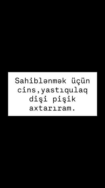 Salam. Pişik axdarıram. Öz pişiyim erkəkdi tək qalmaması üçün dişi