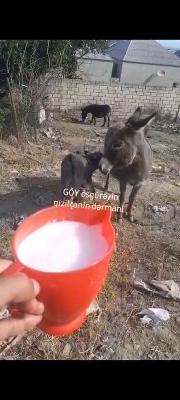 inək südü: Essek sudu Qizilca Oskureyin dermani temiz saglam heyvanlardi — 1