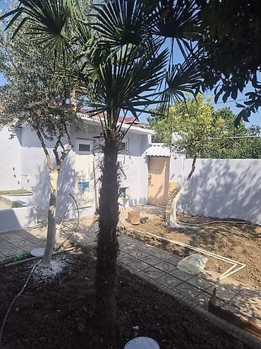 Palma ağacı