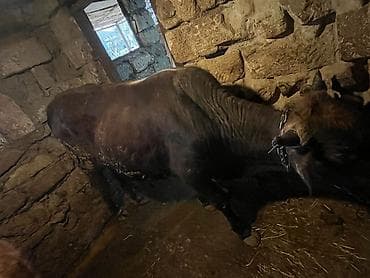 Heyvanlar üçün mallar: Məhsul: Qaramal – erkək mal (öküz/buzağıdan böyüdülmüş) — 4