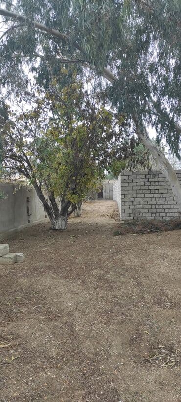 7 sot, Tikinti, Kupça (Çıxarış)