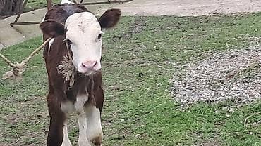 Heyvanlar üçün mallar: Birinci qarına doğub 25 günlük süni mayalanmadan olan balası yanında — 1