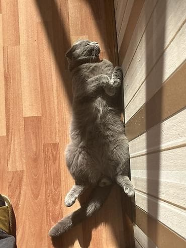 britain pişik: Şotland yastı qulaq — 4