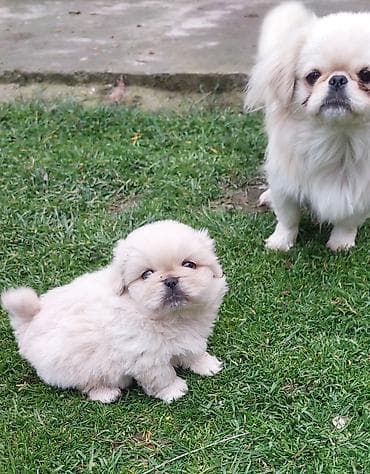 Pekines, Peyvəndli