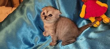 ev pisik: Britan yastı qulaq — 7