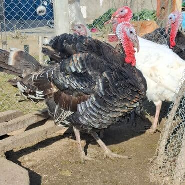 cuceye verilen adlar: Erkək, Amerika, Damazlıq, Ünvandan götürmə — 3