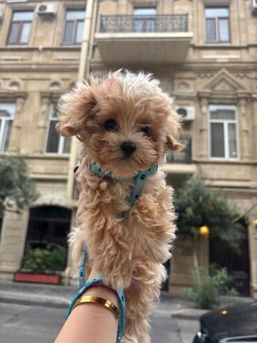 мальтипу купить: 4 ay, Dişi, Peyvəndli, Ünvandan götürmə — 17