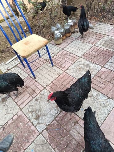 Nissan: Toyuq, Damazlıq — 6