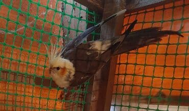 Göyərçinlər: Məhsul: Hazır maya. Bir dəfə bala alınıb.Erkəyi ucuz deyə satılır. İri — 2