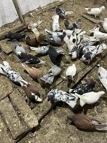 afçarka satışı: Kom ve tektek heyvanların satışı ebreşder var qarabaşdar var — 5