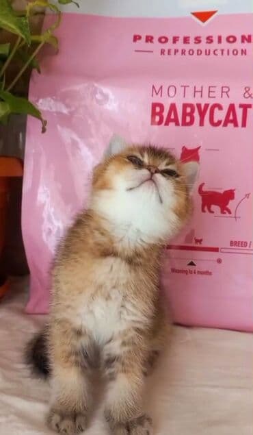 sarı pişik: Britan, Erkək, Dişi, Yaxşı əllərə, Ünvandan götürmə — 2