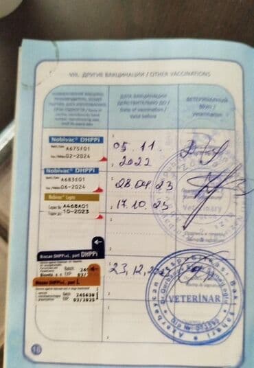 pudel it cinsi: Pudel, 3 il, Erkek, Ünvandan götürmə — 6