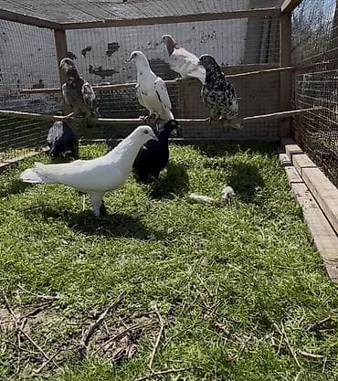 Попугаи: Goyercinler satilir — 4