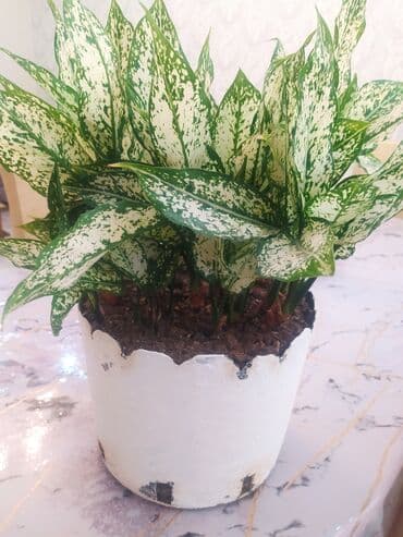 ev gülleri ve adları: Otaq bitkiləri — 1