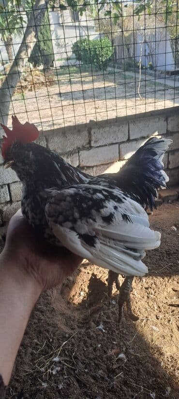 Xoruzlar: Xoruz, Yapon, il: 4 — 5