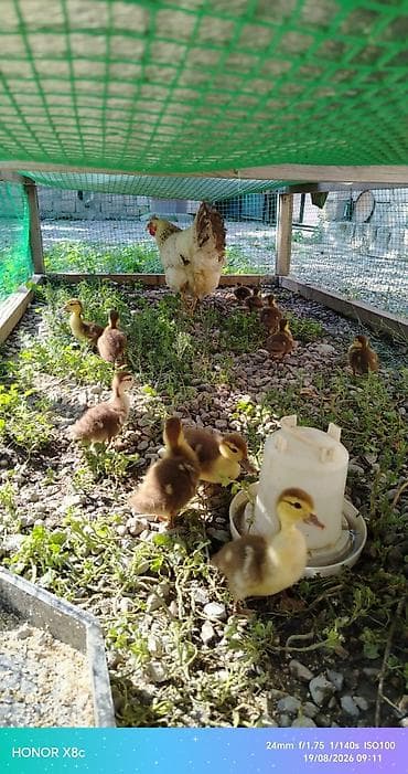 sudluk kecilerin satışı: Lal ordey balalari satilir . Hamsin alana qiymət razilasmaq olar — 1