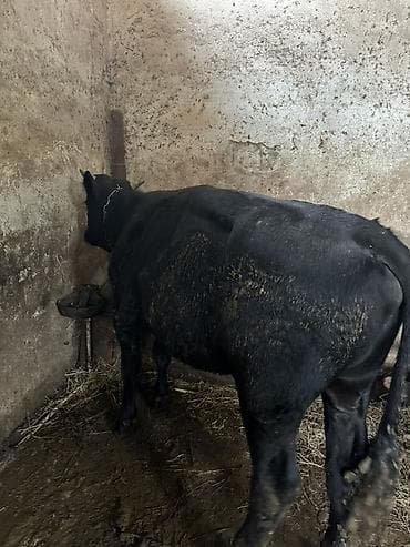 at satilir: Qara rəngli erkək mal-qara (dana/öküz) satılır. Şəkillərdə gördüyünüz — 1