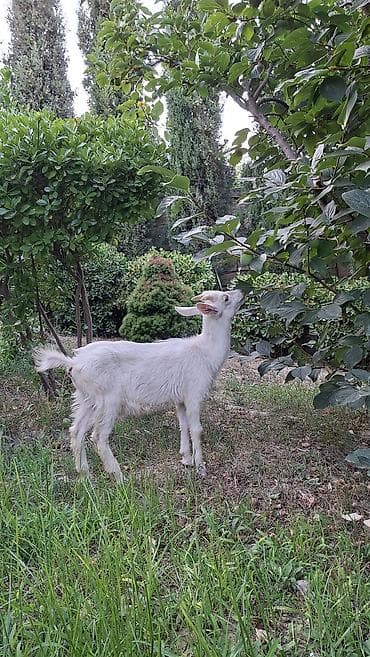 buzov satisi: 3 ədəd dişi və 1 ədəd erkək cins çəpişlər satılır. Qiymətdə cüzi — 2