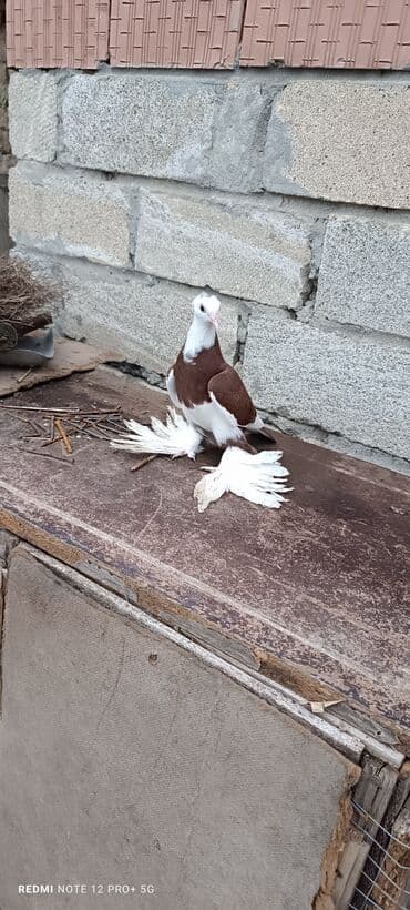 аквариум без рыб: Maya quşdu — 1